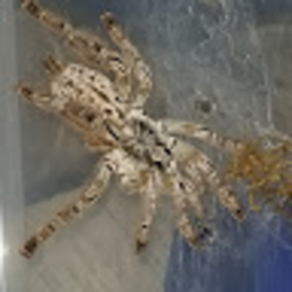 Meet your Posher, Byron - Picture 1 of 1